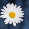 CBT for OCD: Advanced skills: ZOOM WORKSHOP PRESENTATION 16.01.2026
