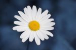Training and Certification for Clinical Excellence: CBT for OCD